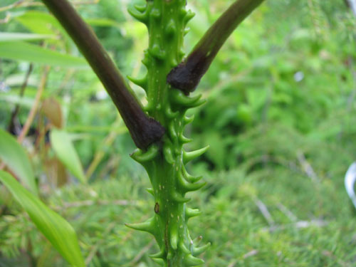Kalopanax septemlobus