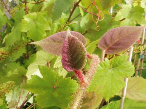 Kiwi 'Solissimo' Kiwi 'Solissimo'