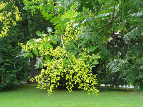 Koelreuteria paniculata