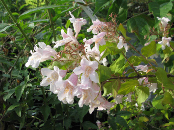 Kolkwitzia amabilis 'Maradco'