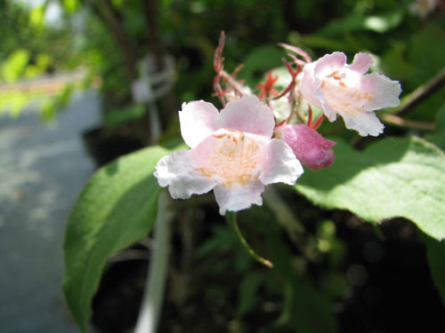 Kolkwitzia amabilis 'Pink Cloud'