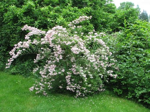 Kolkwitzia amabilis