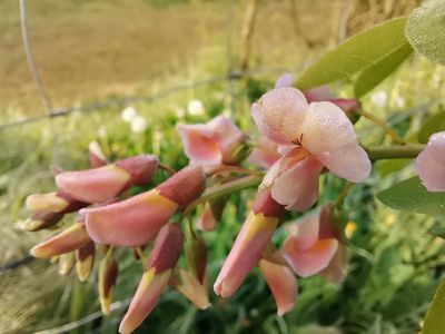 Laburnocytisus 'Adamii'