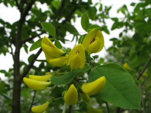 Laburnum alpinum