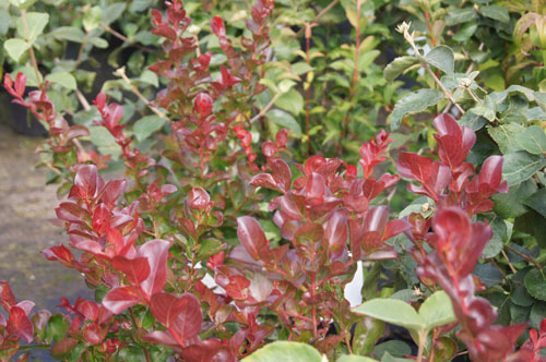Lagerstroemia indica 'Dynamite'