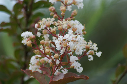 Lagerstroemia indica 'Muskogee'