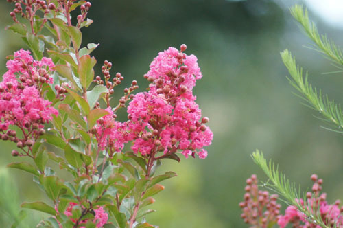 Lagerstroemia indica 'Tuscarora'