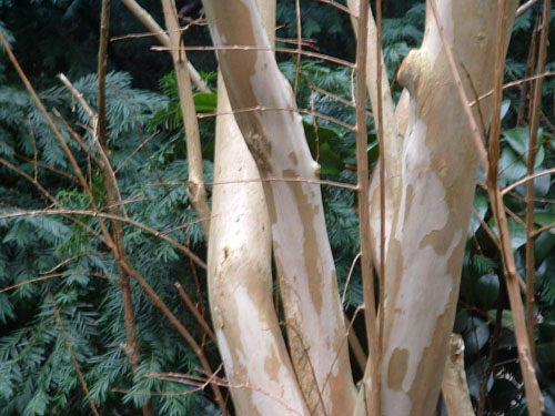 Lagerstroemia indica