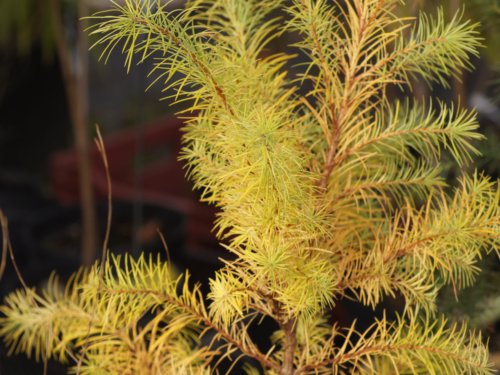 Larix kaempferi Larix kaempferi