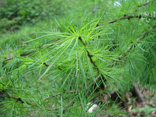 Larix laricina Larix laricina