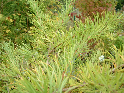 Larix principis var.ruprechtii Larix principis var.ruprechtii