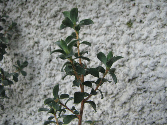 Leptospermum karo 'Silver Ice'