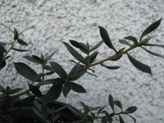 Leptospermum lanigerum 'Silver Sheen'