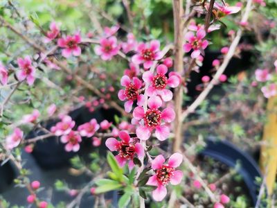 Leptospermum scoparium 'Autumn Glory' Leptospermum scoparium 'Autumn Glory'