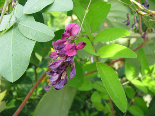 Lespedeza bicolor Lespedeza bicolor