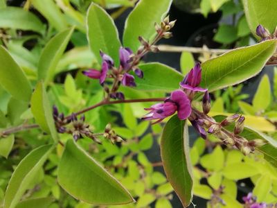 Lespedeza buergeri Lespedeza buergeri
