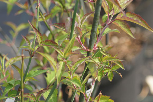 Leycesteria formosa 'Purple Rain'