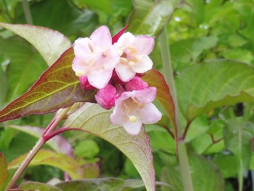 Leycesteria formosa