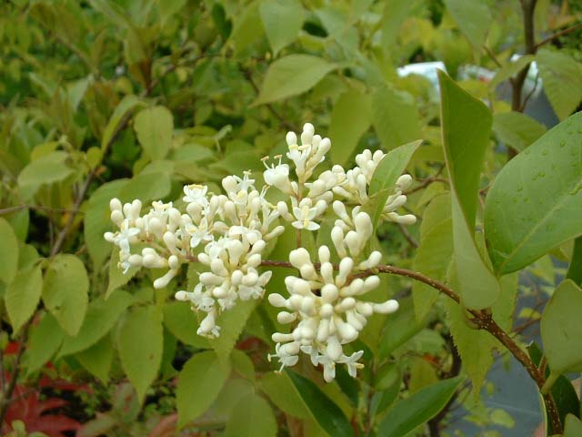 Ligustrum tschonoskii