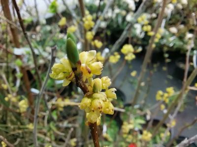 Lindera benzoin Lindera benzoin