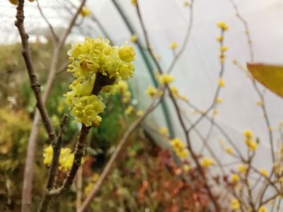 Lindera erythrocarpa