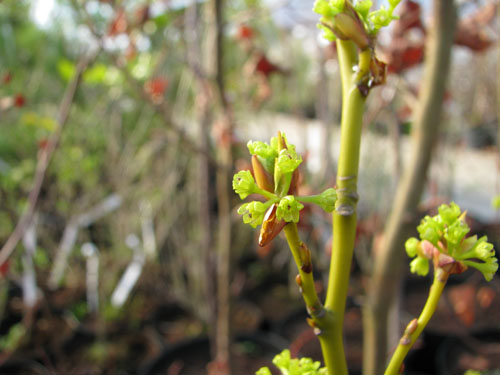 Lindera reflexa