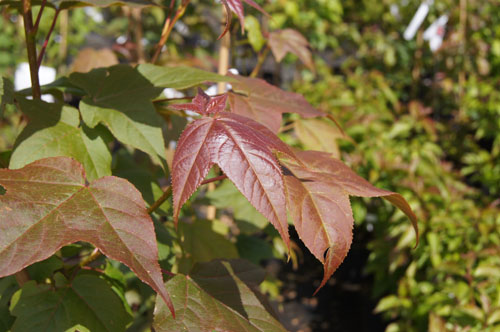 Liquidambar acalycina Liquidambar acalycina