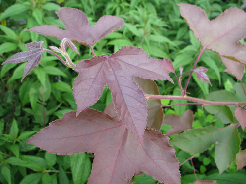 Liquidambar formosana Liquidambar formosana