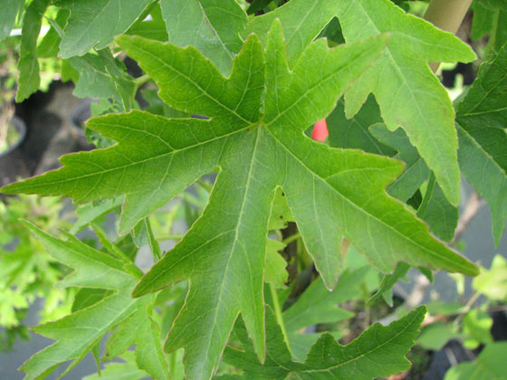 Liquidambar orientalis Liquidambar orientalis
