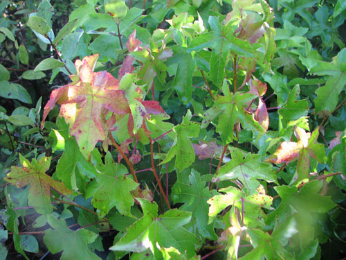Liquidambar styraciflua 'Gum Ball' Liquidambar styraciflua 'Gum Ball'