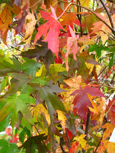 Liquidambar styraciflua 'Parasol' Liquidambar styraciflua 'Parasol'