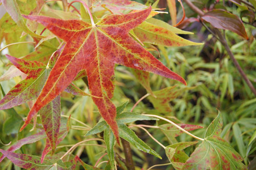 Liquidambar styraciflua 'Slender Silhouette' Liquidambar styraciflua 'Slender Silhouette'