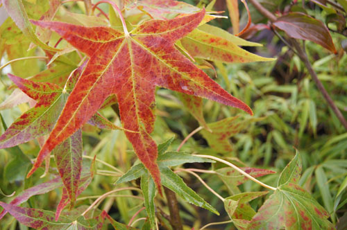 Liquidambar styraciflua 'Slender Silhouette'