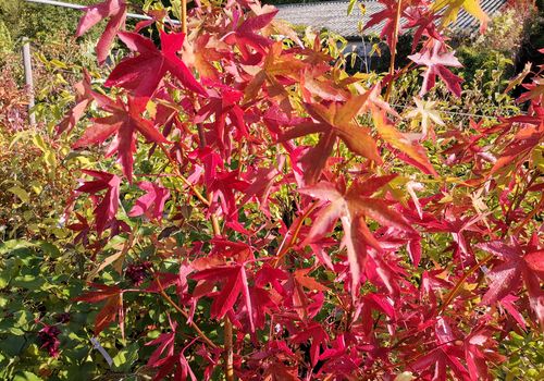 Liquidambar styraciflua 'Worplesdon' Liquidambar styraciflua 'Worplesdon'