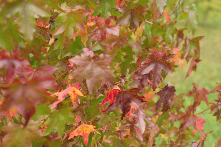 Liquidambar styraciflua