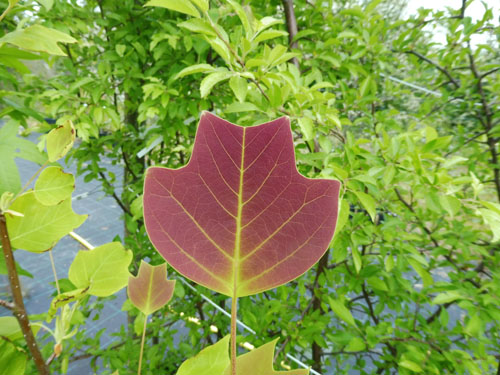 Liriodendron 'Doc. Deforce's Delight'