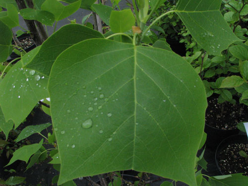Liriodendron tulipifera 'Heltorf' Liriodendron tulipifera 'Heltorf'