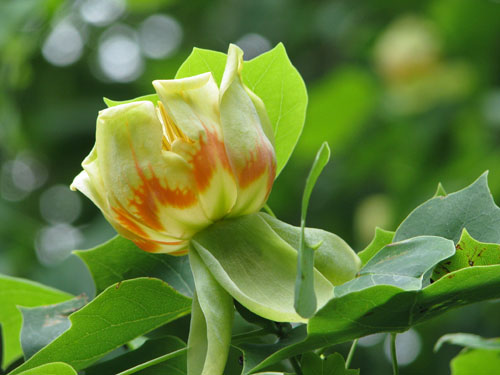 Liriodendron tulipifera
