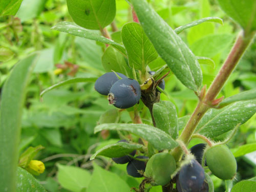 Lonicera caerulea 'Zojka' Lonicera caerulea 'Zojka'