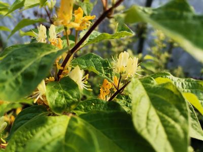 Lonicera chrysantha var.crassipes