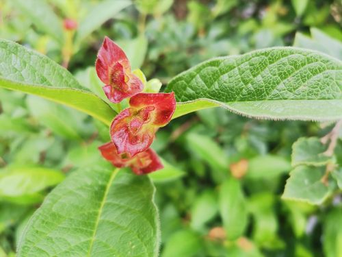 Lonicera conjugialis Lonicera conjugialis