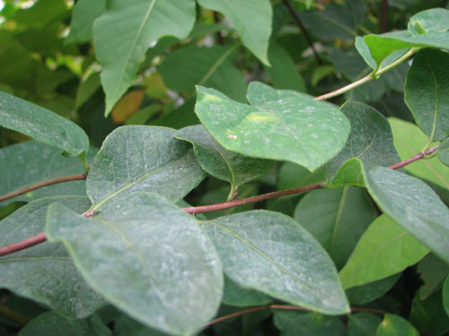 Lonicera deflexicalyx