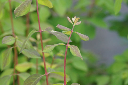 Lonicera demissa