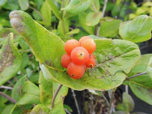 Lonicera dioica Lonicera dioica