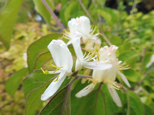 Lonicera ferdinandii
