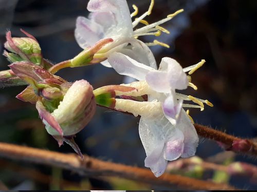 Lonicera fragrantissima