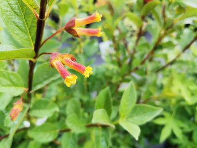 Lonicera involucrata var.ledebourii