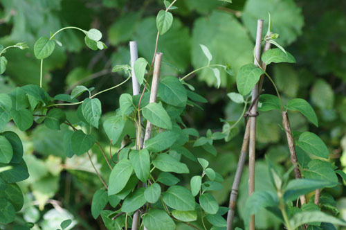 Lonicera japonica