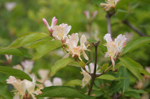 Lonicera maackii