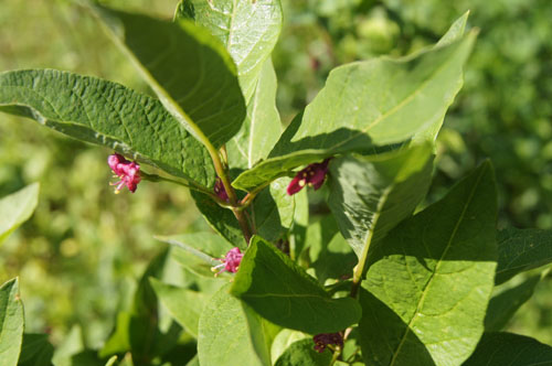 Lonicera maximowiczii var.sachalinensis Lonicera maximowiczii var.sachalinensis